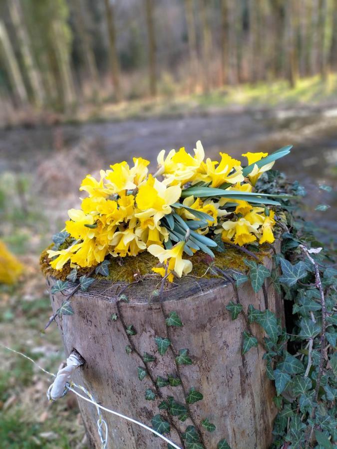 Les Hortensias La Souris Des Champs Étival-Clairefontaine Zewnętrze zdjęcie