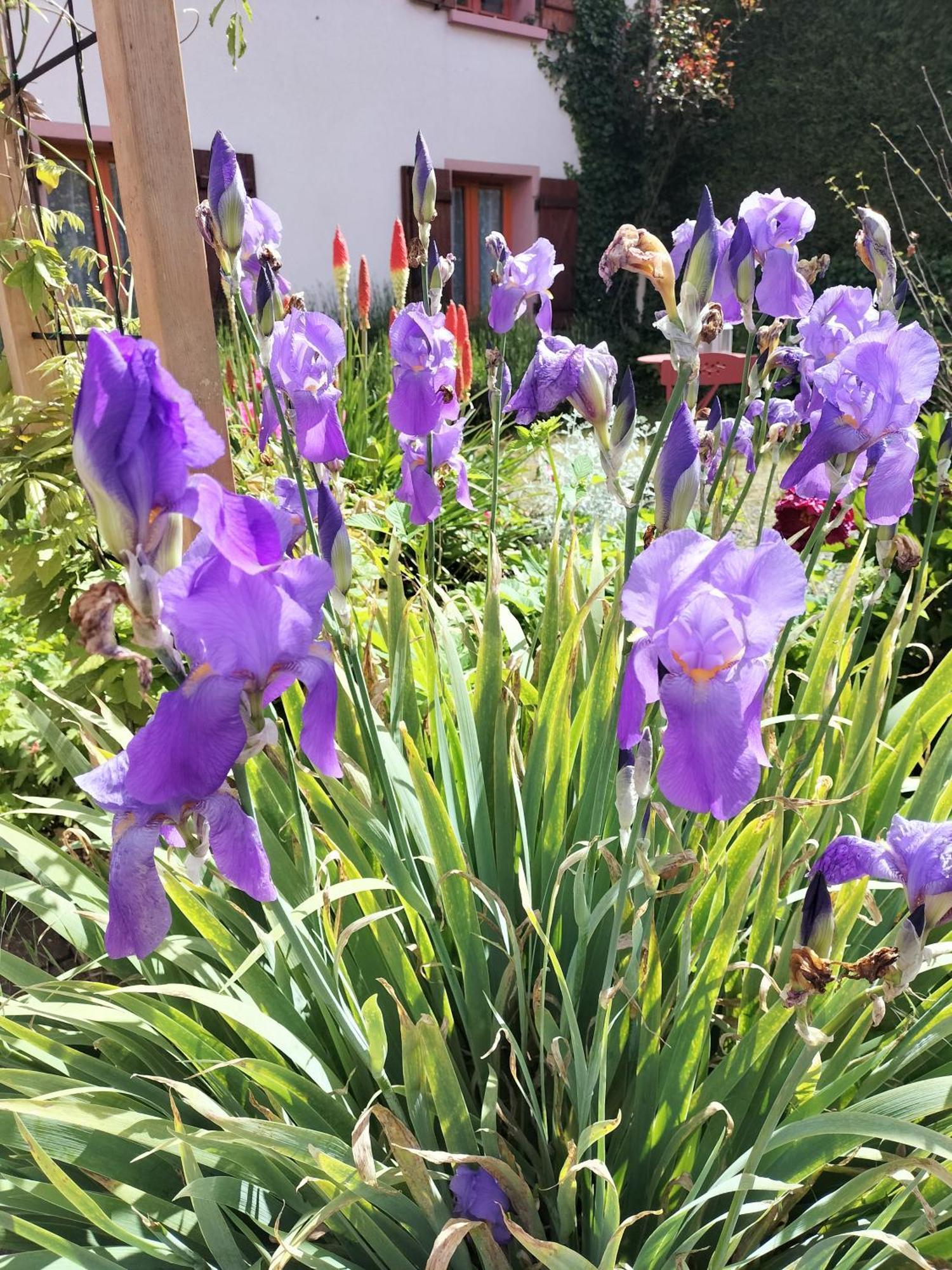 Les Hortensias La Souris Des Champs Étival-Clairefontaine Zewnętrze zdjęcie